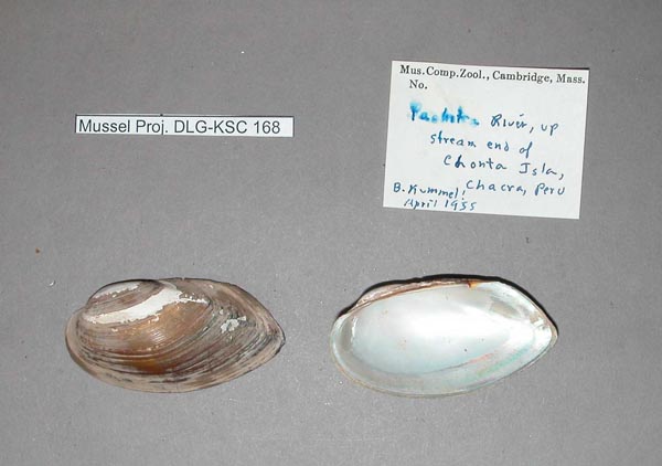 specimen