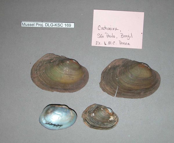 image of lot MCZ_MP.169 image of lot MCZ_MP.169