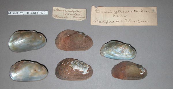 specimen