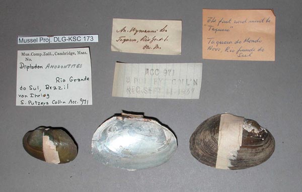 specimen