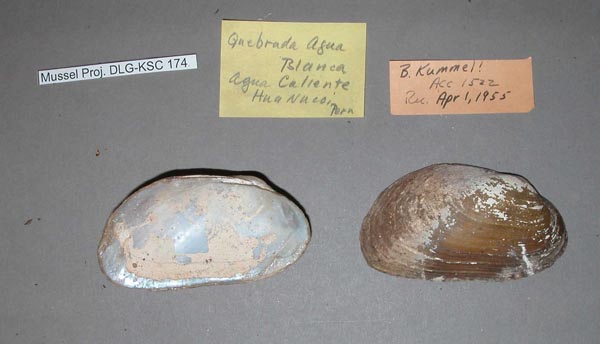 specimen