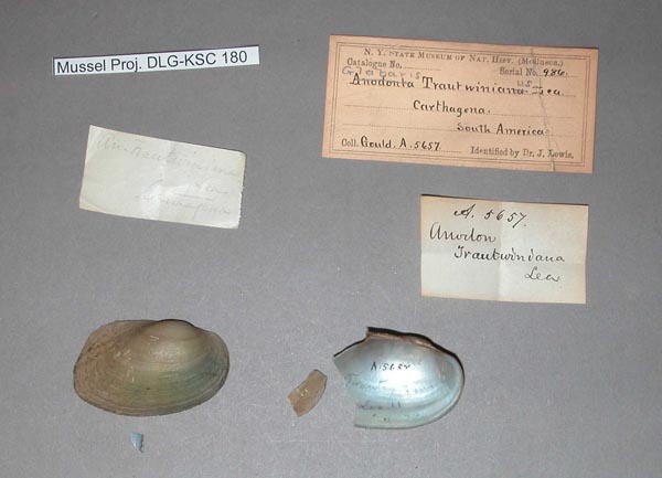 specimen