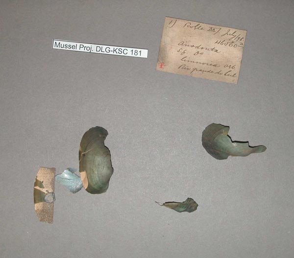specimen