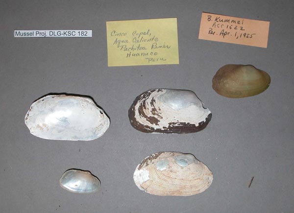 specimen