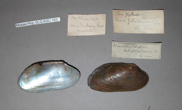 specimen