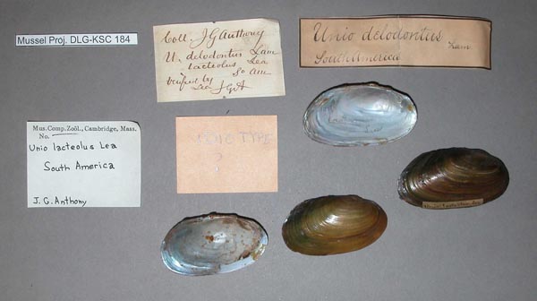 specimen