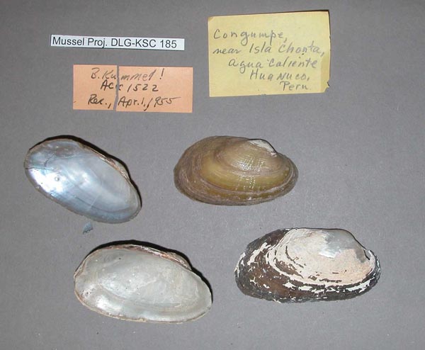specimen