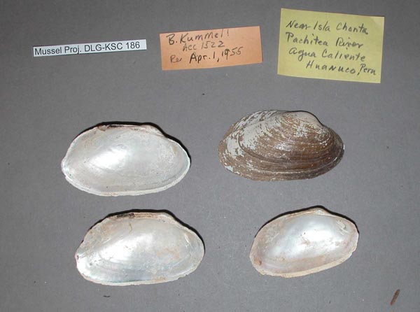 specimen