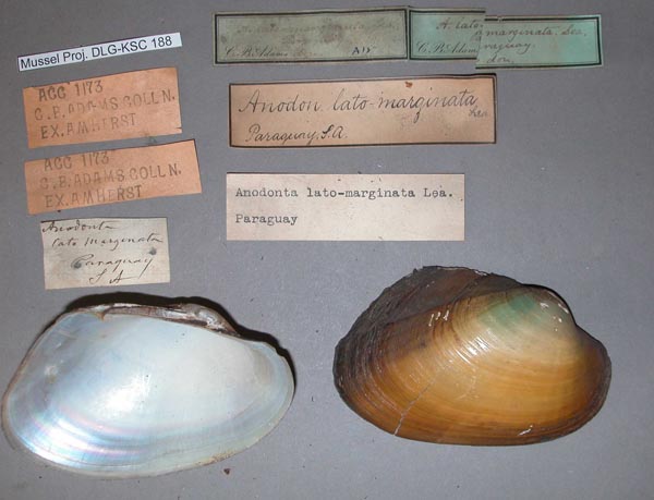 specimen