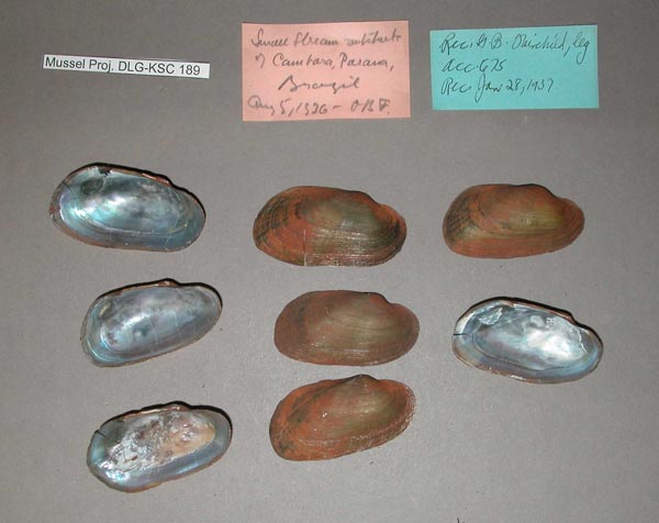 specimen