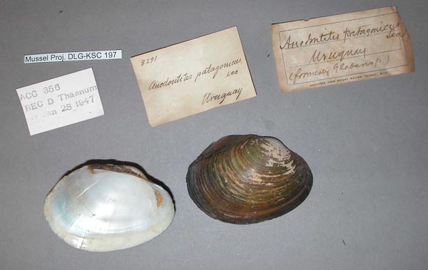 specimen