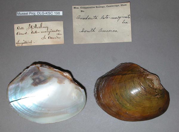 specimen