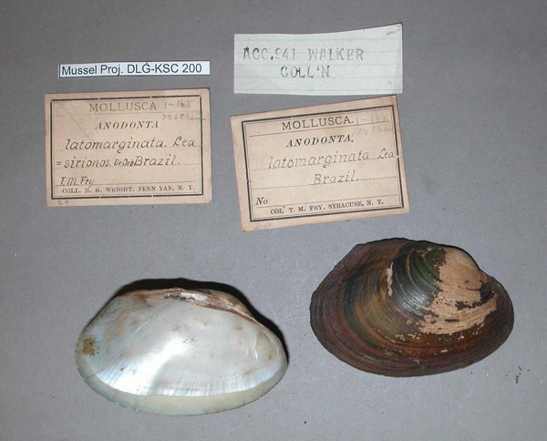 specimen