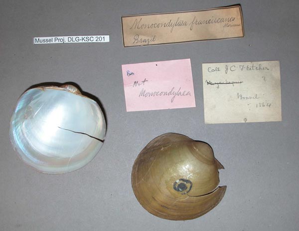 specimen