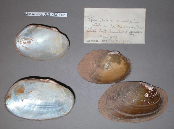 specimen