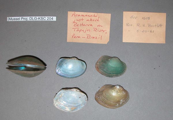 image of lot MCZ_MP.204 image of lot MCZ_MP.204