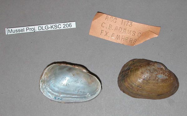 specimen