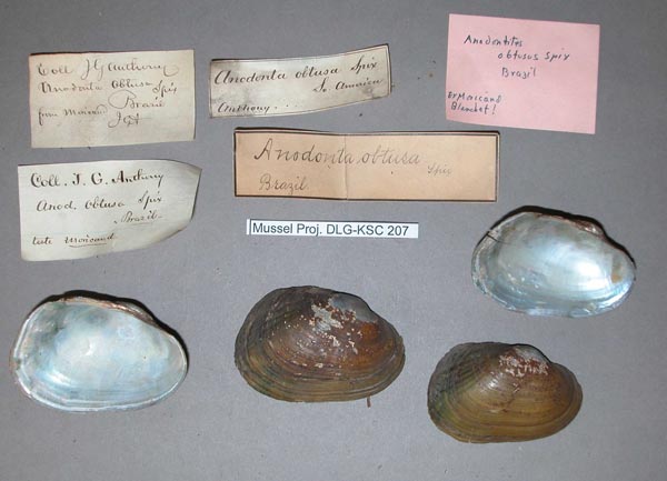 image of lot MCZ_MP.207 image of lot MCZ_MP.207