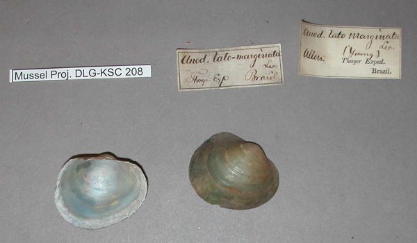 specimen