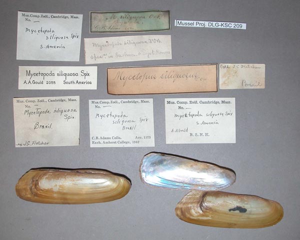 specimen