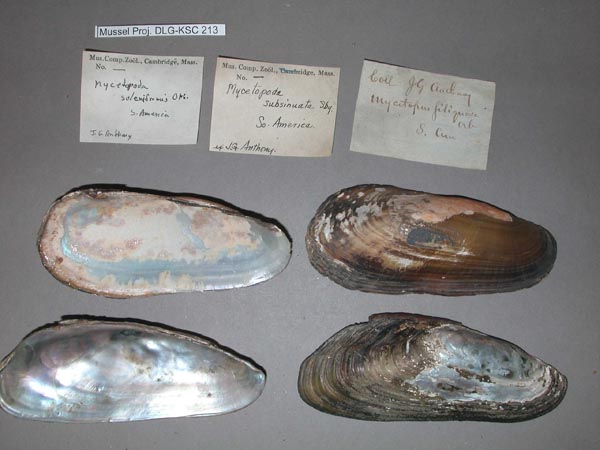 specimen