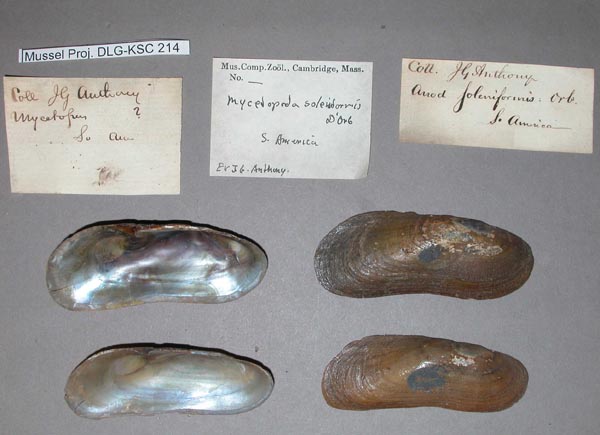 specimen