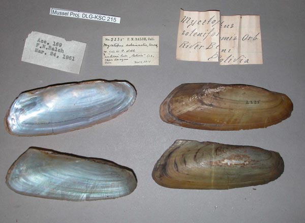 specimen