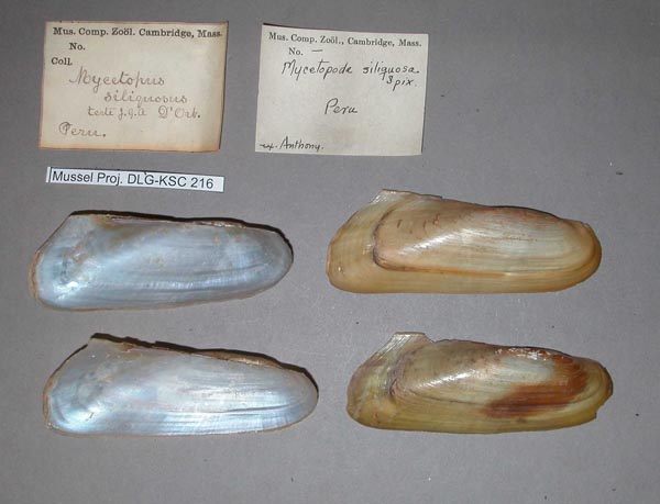 specimen
