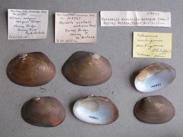 specimen
