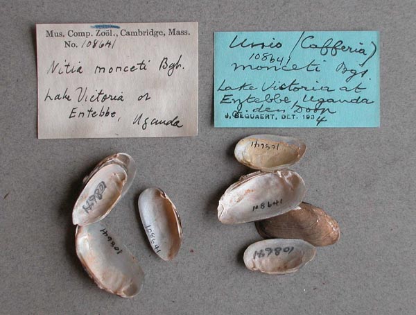 specimen