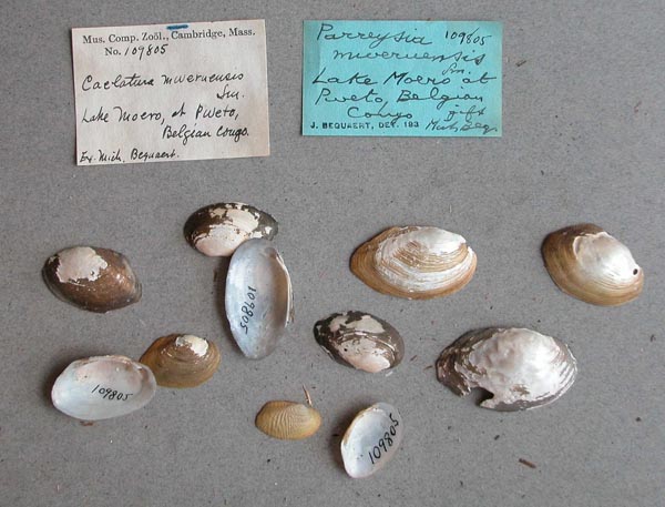 specimen