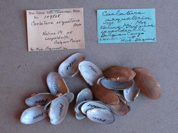 image of lot MCZ_109808 image of lot MCZ_109808