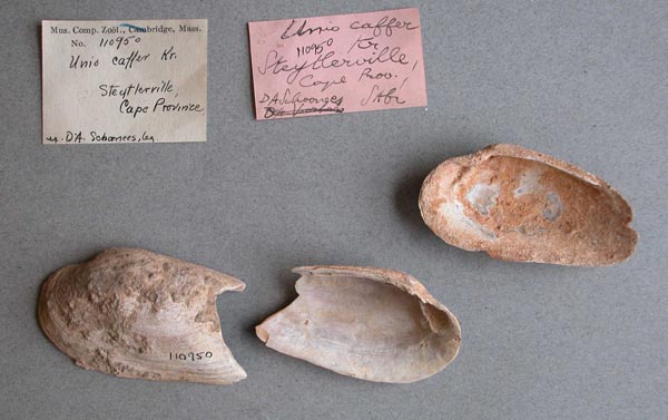 specimen
