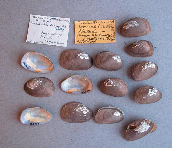 specimen