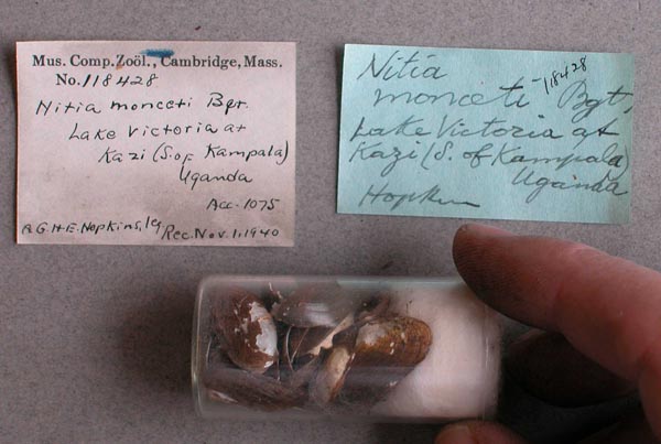 specimen