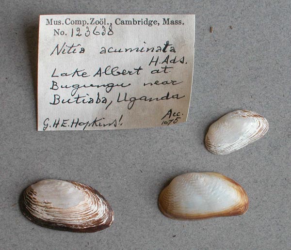 specimen