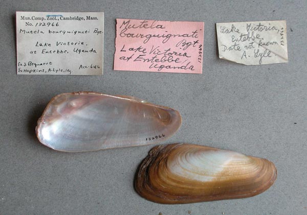 specimen