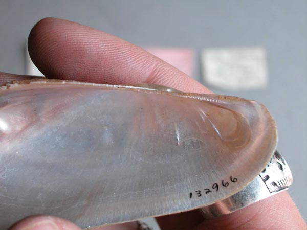 specimen