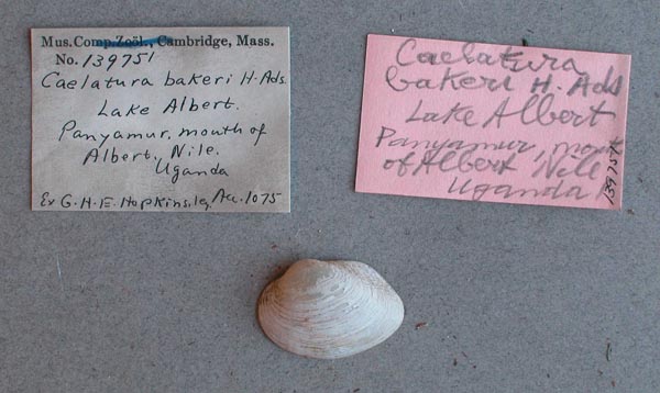 specimen