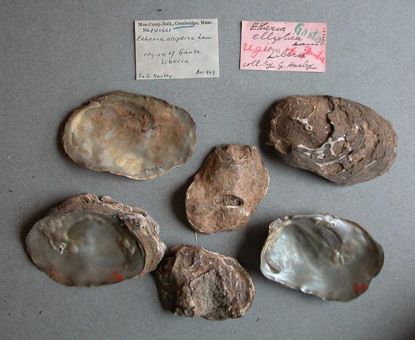 specimen