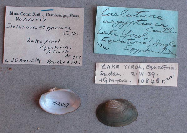 specimen