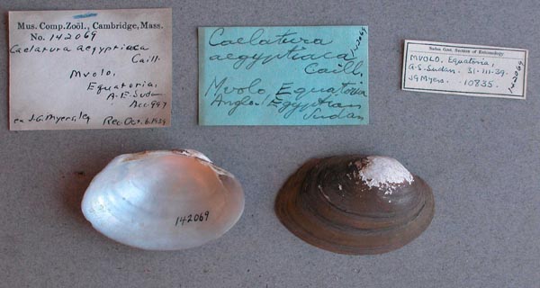 specimen
