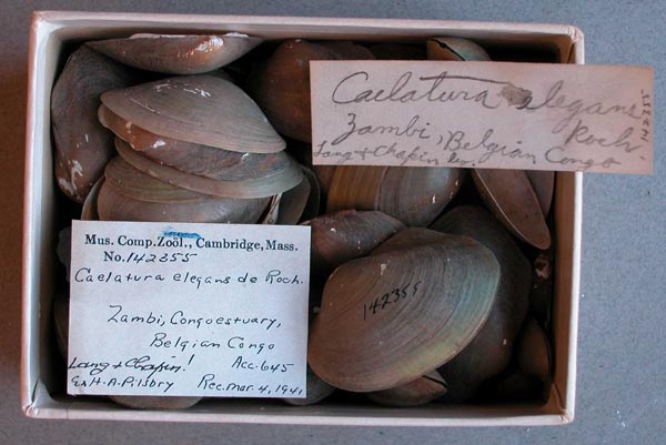 image of lot MCZ_142355 image of lot MCZ_142355