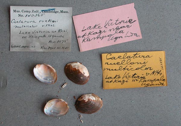 specimen