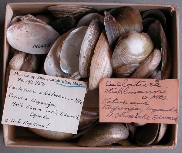 specimen