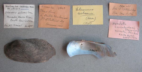 specimen