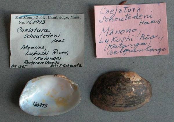 specimen