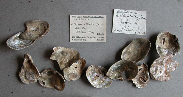 specimen