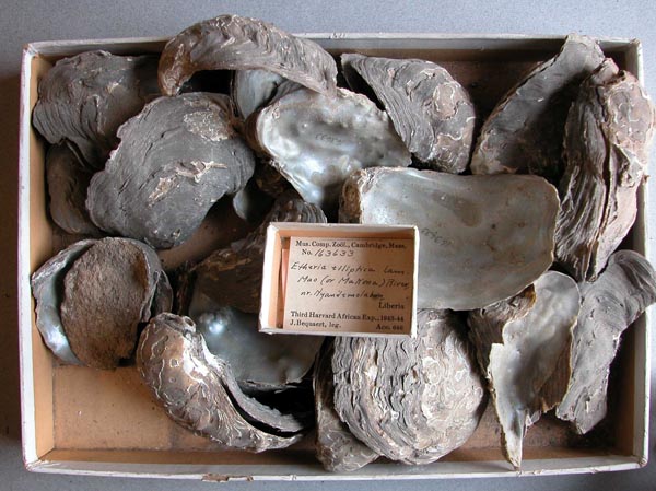 specimen