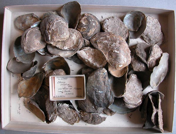 specimen